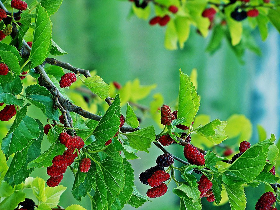 Những loại cây sau nếu trồng trong nhà sẽ làm giảm vượng khí- Ảnh 6.