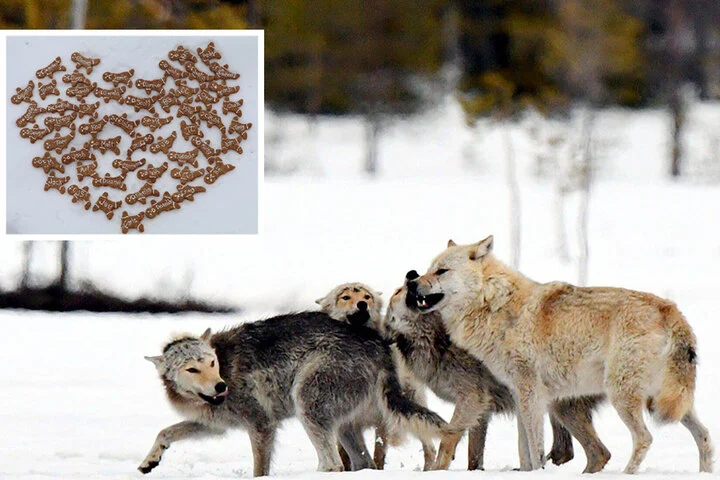 Khách hàng sẽ được ném tên người yêu mình cho đàn sói ăn no nê. (Ảnh: T&D)