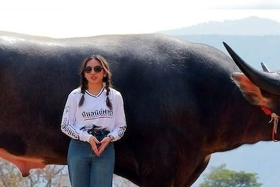 Ngỡ ngàng trâu nước 'khổng lồ' cao gần 2 mét, được ghi vào sách kỷ lục Guinness