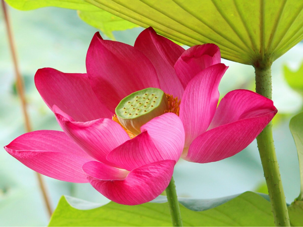 Cuối tháng 2 tắm trong mưa tài lộc, 3 con giáp thỏa chí kiếm tiền, càng chăm chỉ càng giàu, một bước đổi đời sống trong vinh hoa phú quý - Ảnh 1