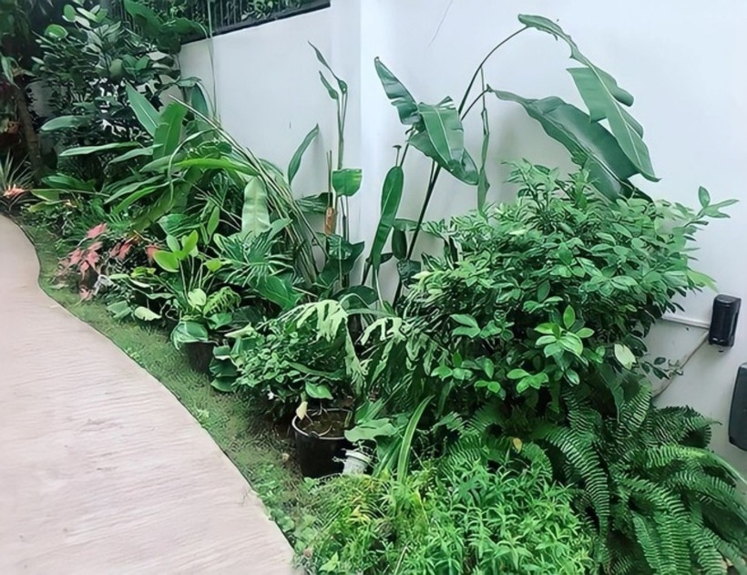 Lối đi vào nhà được bao quanh bởi rất nhiều cây xanh.