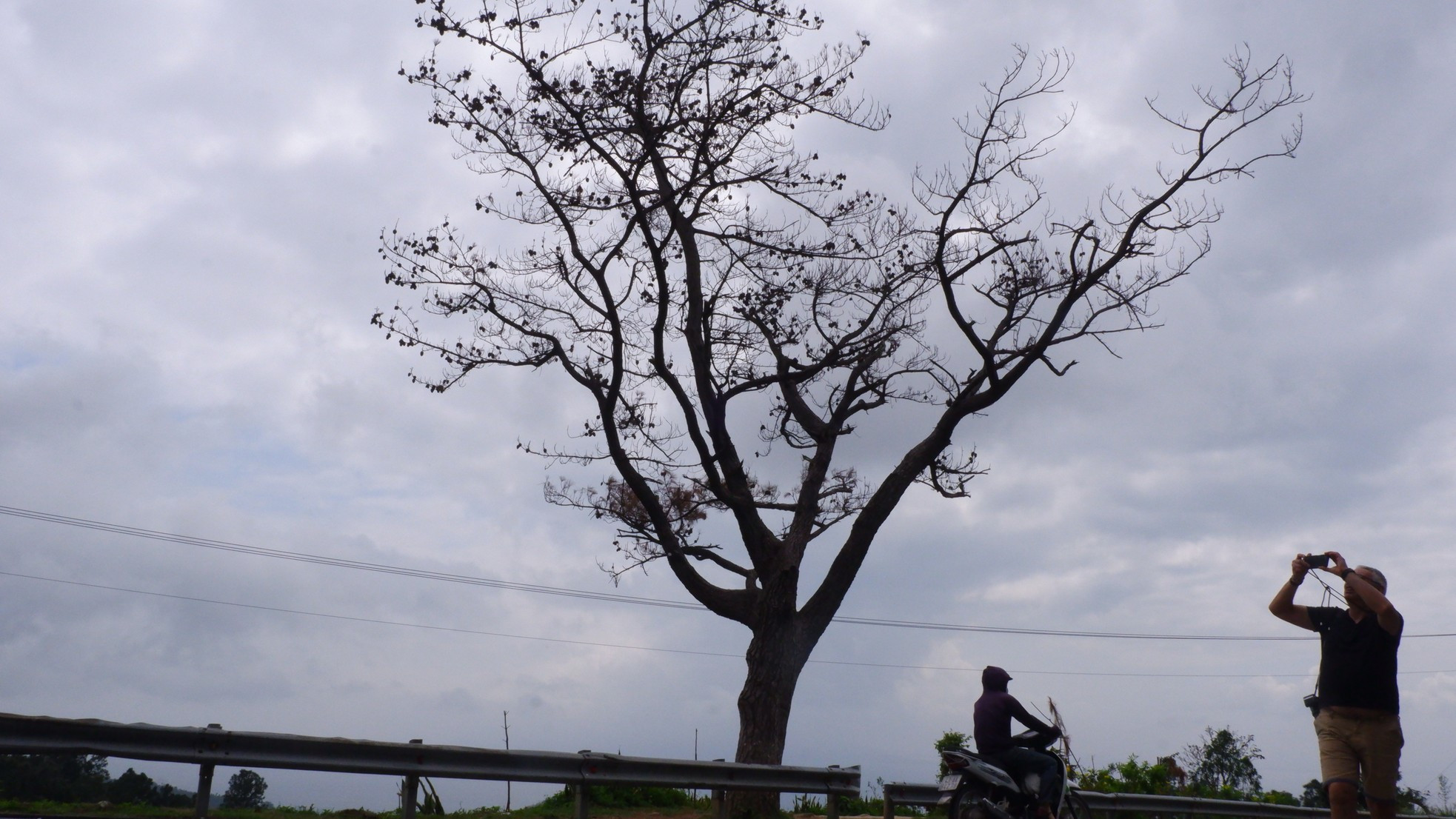 Cây thông 'cô đơn' nổi tiếng trên đèo Hải Vân chết khô ảnh 4