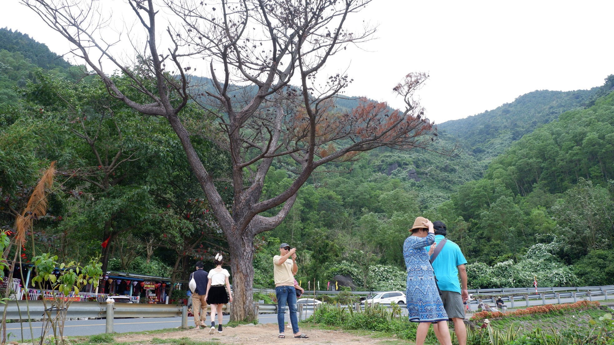 Cây thông 'cô đơn' nổi tiếng trên đèo Hải Vân chết khô ảnh 3