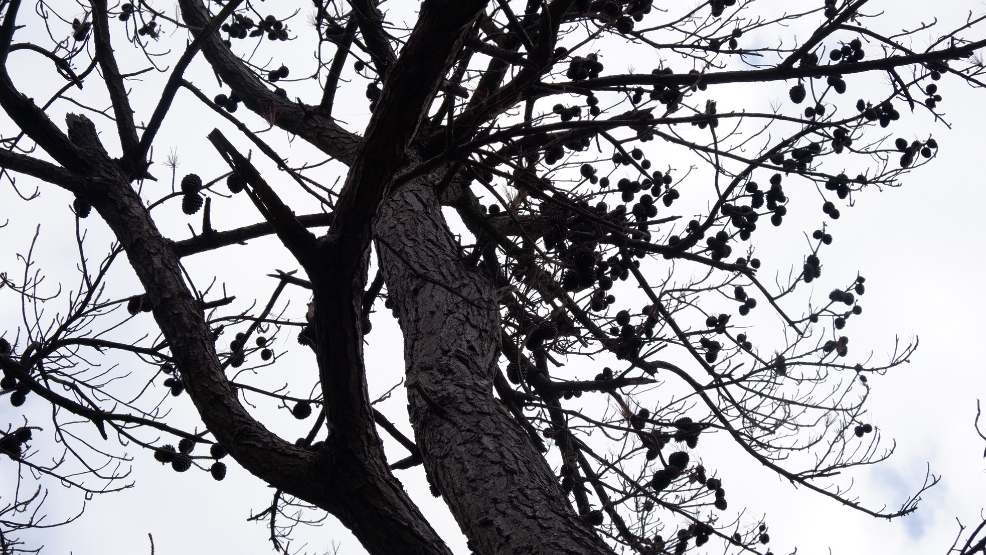 Cây thông 'cô đơn' nổi tiếng trên đèo Hải Vân chết khô ảnh 7