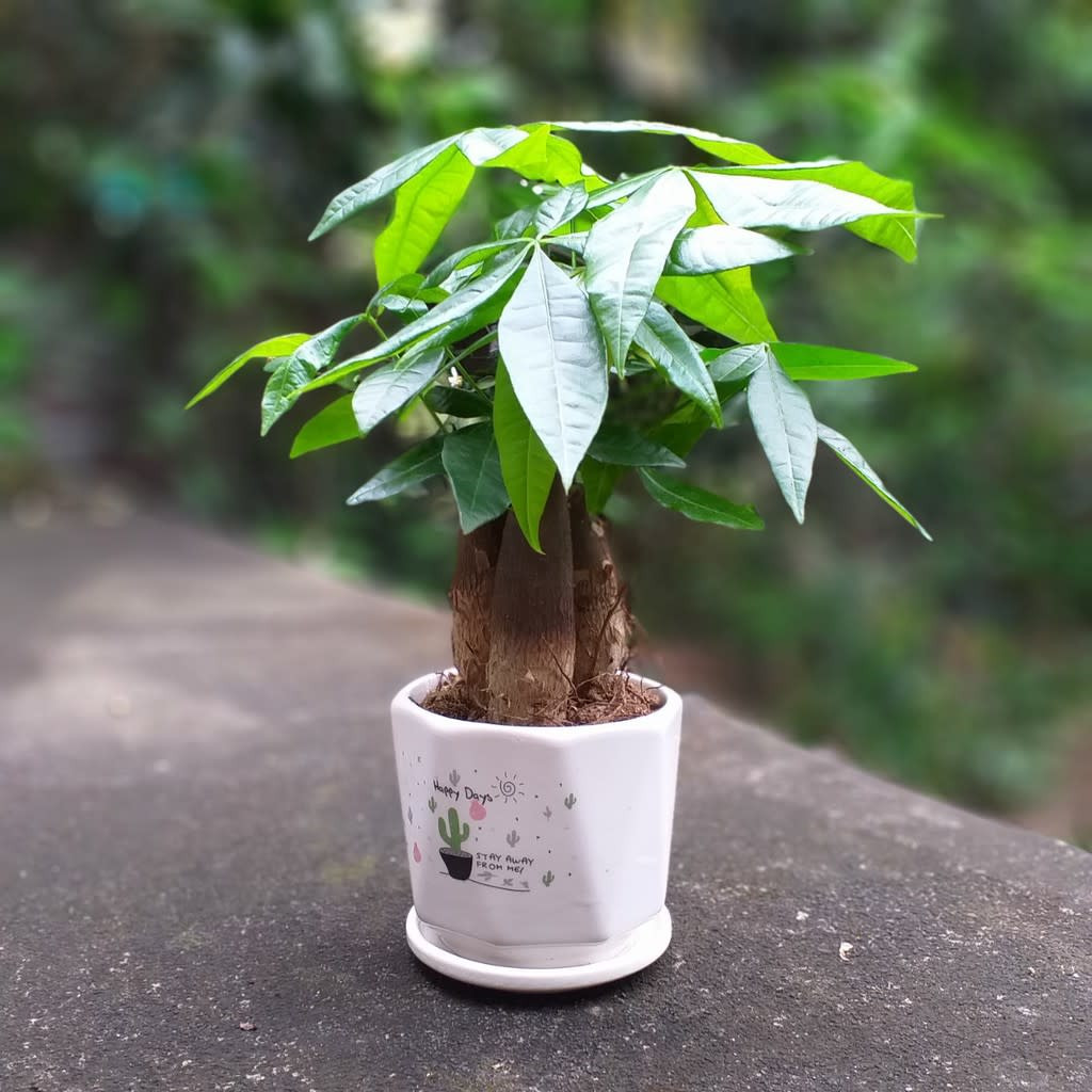 Đây mới là cây phong thủy cho người mệnh Hỏa để thu hút tài lộc và may mắn- Ảnh 5.