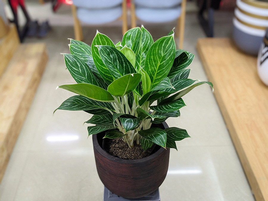 Đây mới là cây phong thủy cho người mệnh Hỏa để thu hút tài lộc và may mắn- Ảnh 6.