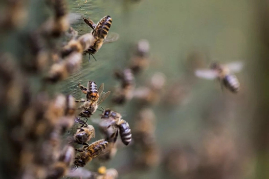 Bị ong sát thủ tấn công, nam du khách tử vong thương tâm