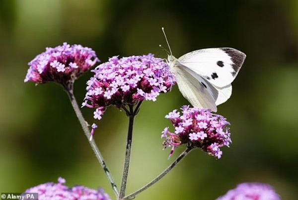 Brazil: Học theo mạng, nam sinh đưa con bướm vào người gây hậu quả nghiêm trọng ảnh 2