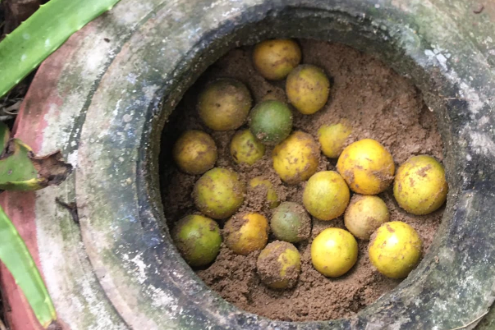 Mẹ đảm ở Đồng Nai mách mẹo bảo quản chanh tươi suốt vài tháng không cần tủ lạnh