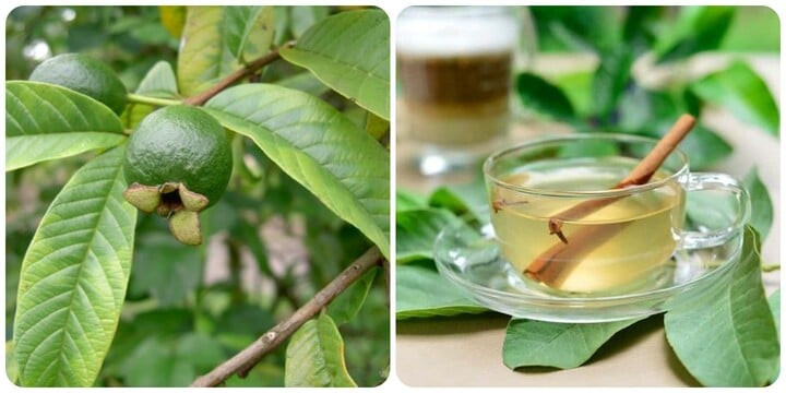 Nước lá ổi là thức uống lành tính tốt cho sức khoẻ.