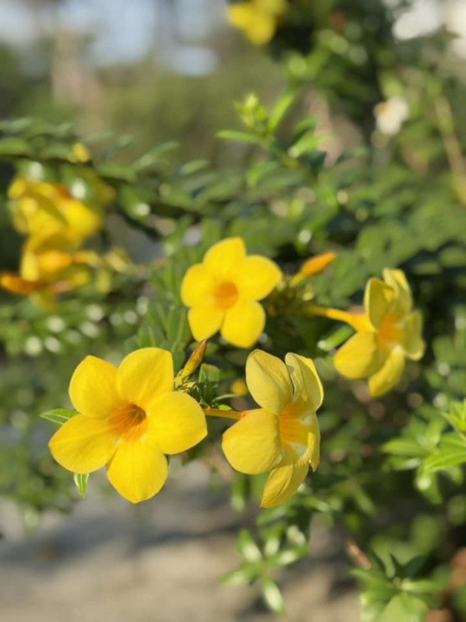 Mỹ Tâm đi dép tổ ong, mặc quần jean rách thăm vườn - Ảnh 4.