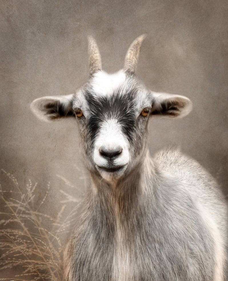 Top 3 con giáp đỏ nhất thứ Tư ngày 2622025 Thần may mắn gõ cửa tài vận bùng nổ