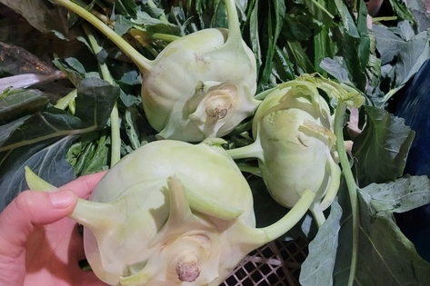 Sau Tết Nguyên đán, su hào giá rẻ như cho, chỉ 3.000 đồng/củ