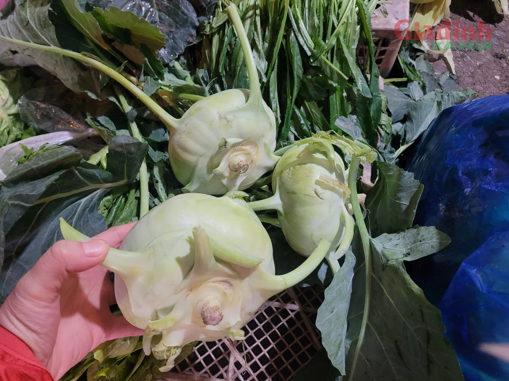 Sau Tết Nguyên đán, su hào giá rẻ như cho, chỉ 3.000 đồng/củ - Ảnh 2.