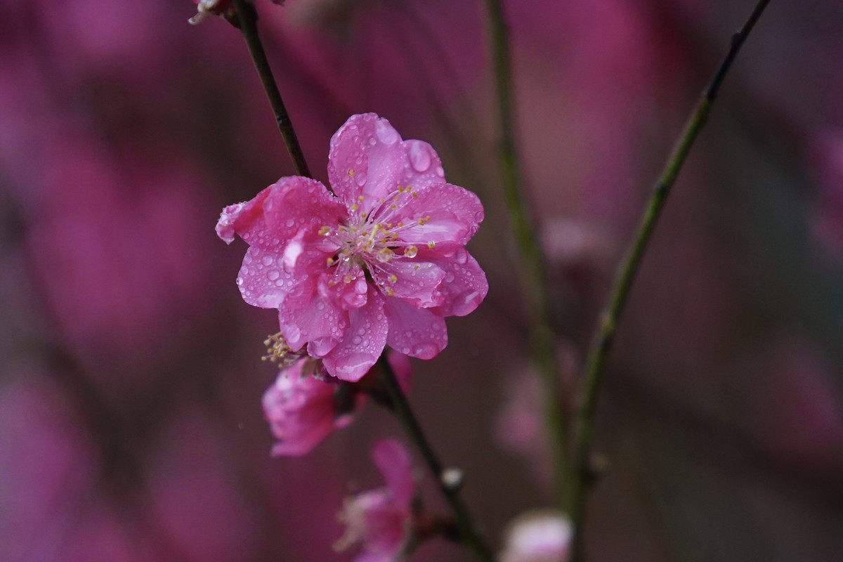Người Hà Nội rét run trong thời tiết mưa phùn, gió bấc ảnh 16