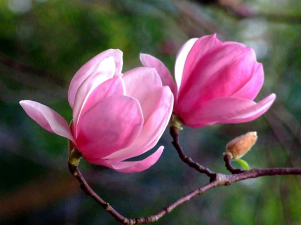 Sau ngày 14/2/2025, 3 con giáp được Thần May Mắn bảo lộc, xòe tay nhận lộc vàng, làm ăn lợi nhuận 'khủng', Quý Nhân nâng đỡ giàu gấp 10 lần - Ảnh 2