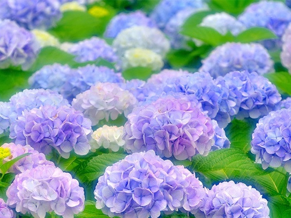 Đúng ngày Rằm tháng Giêng (15/1 âm lịch), 3 con giáp có số mệnh dát vàng, tài lộc dồi dào, rộng đường giàu có, thuận đường kiếm tiền hơn bao giờ hết - Ảnh 2