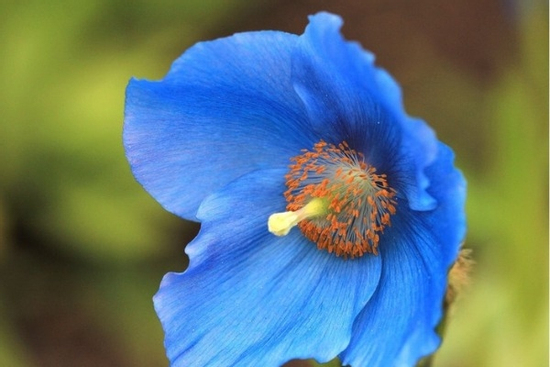 Trong 12 ngày tới (11/3 - 22/3/2025), 3 con giáp được Thần Tài điểm danh, ngập trong biển tiền