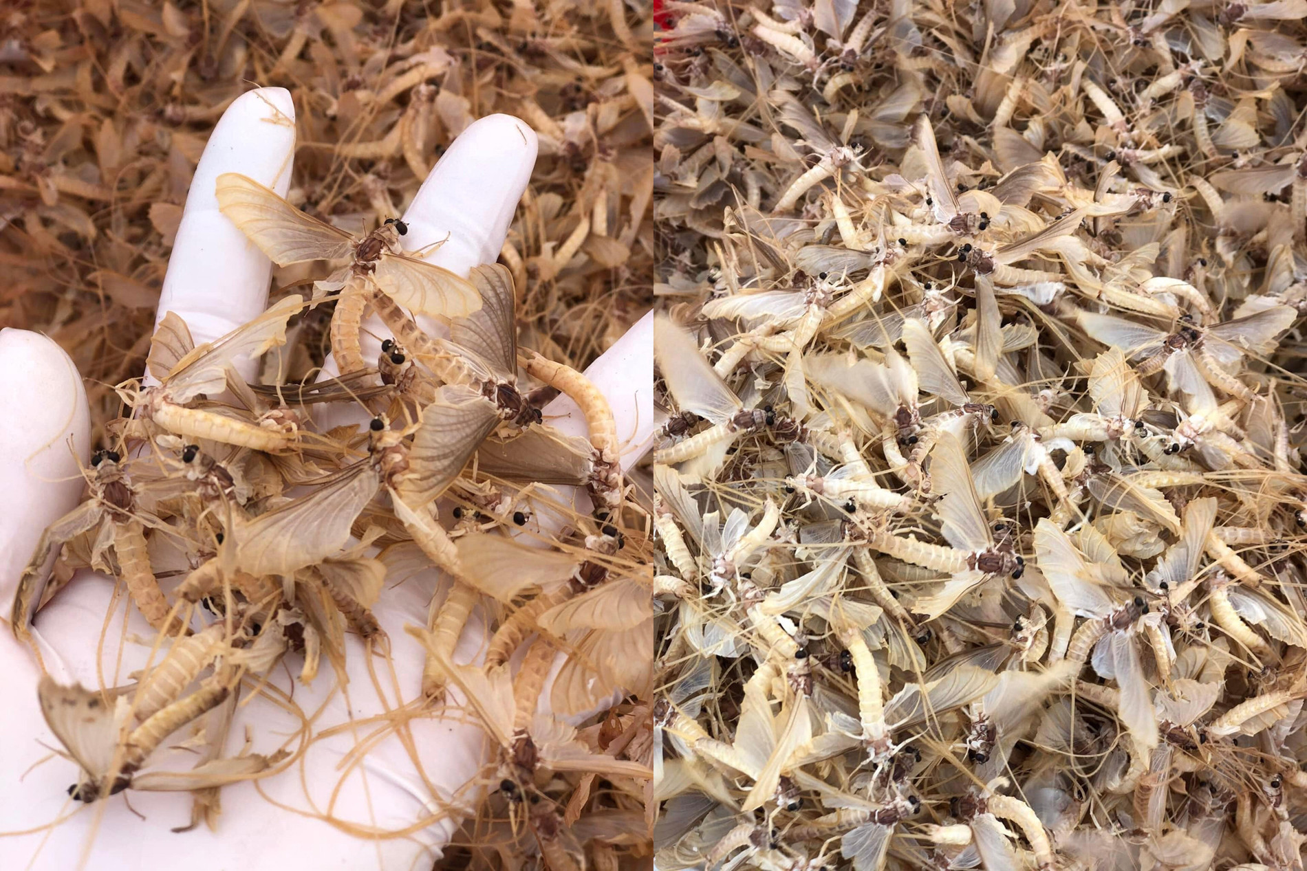 con vờ vờ Ngọc Phúng Phính.jpg