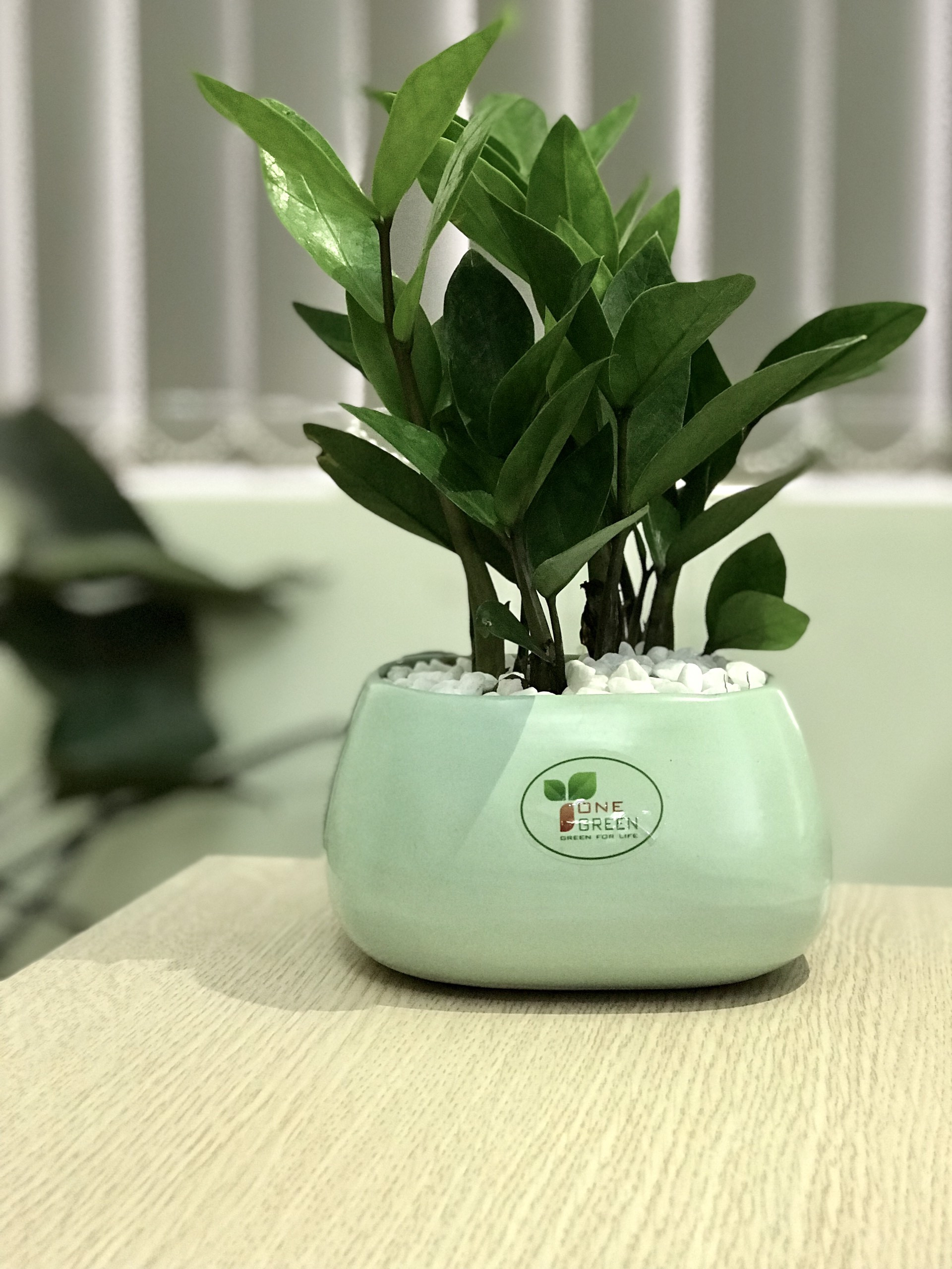 Cây phong thủy chiêu lộc hợp tuổi Thân - Ảnh 7.