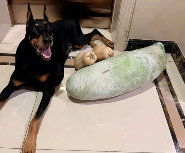 Chủ nhân chi 560 triệu để “nhân bản” chó cưng đã qua đời, kết quả rất bất ngờ ảnh 1