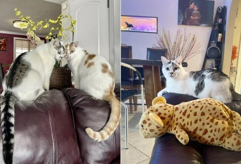 Gia đình Hương Thủy nuôi nhiều mèo. Khoảnh khắc thú cưng vui đùa càng giúp không gian sống của cô thêm phần vui nhộn và dễ thương.