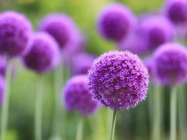 Mệnh Trời định sẵn: 3 con giáp tựa 'cỗ máy in tiền', qua đầu tháng 3 âm đầu tư trúng lớn, lộc tài thăng hoa, vàng bạc đầy nhà, giàu nhanh không ai bằng - Ảnh 2