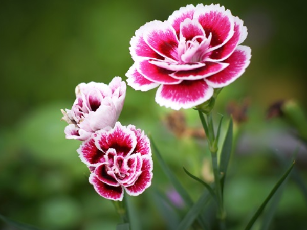 Mệnh Trời định sẵn: 3 con giáp tựa 'cỗ máy in tiền', qua đầu tháng 3 âm đầu tư trúng lớn, lộc tài thăng hoa, vàng bạc đầy nhà, giàu nhanh không ai bằng - Ảnh 1