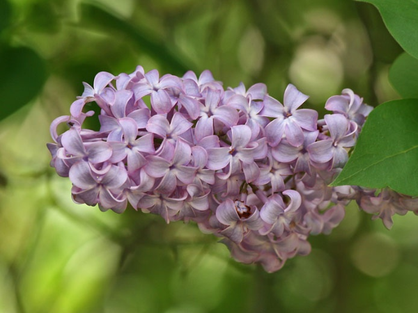 Mệnh Trời định sẵn: 3 con giáp tựa 'cỗ máy in tiền', qua đầu tháng 3 âm đầu tư trúng lớn, lộc tài thăng hoa, vàng bạc đầy nhà, giàu nhanh không ai bằng - Ảnh 3