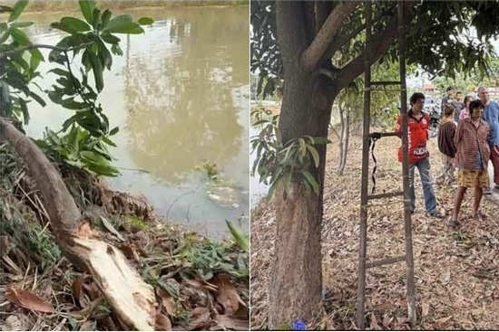 Tai nạn hi hữu khiến người đàn ông thiệt mạng khi hái xoài