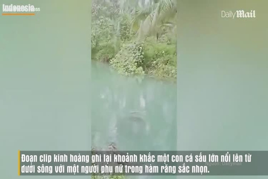 Đi hái rau muống, người phụ nữ bị cá sấu kéo xuống sông