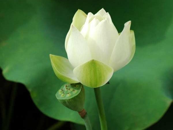 Từ nay đến đầu tháng 3 âm lịch, 3 con giáp đón năng lượng giàu có, may mắn thấm vào người, làm ăn phát tài, vận trình suôn sẻ, mọi sự hanh thông - Ảnh 3