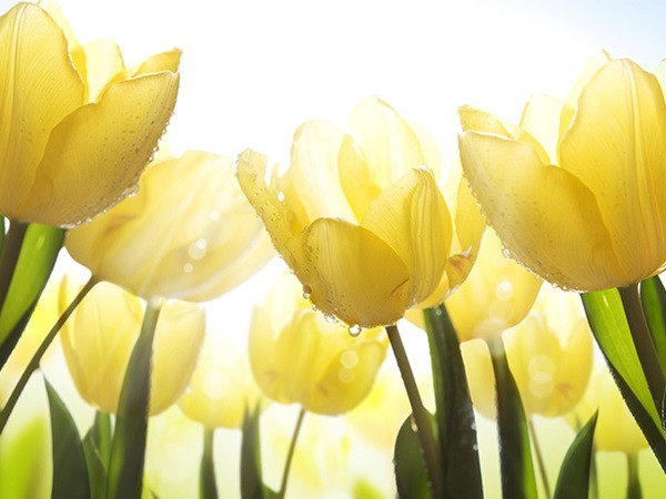 Từ nay đến đầu tháng 3 âm lịch, 3 con giáp đón năng lượng giàu có, may mắn thấm vào người, làm ăn phát tài, vận trình suôn sẻ, mọi sự hanh thông - Ảnh 1