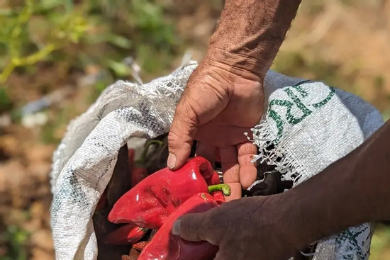 Người Mỹ tiếc nuối không có ớt ngon để ăn vì ông Trump
