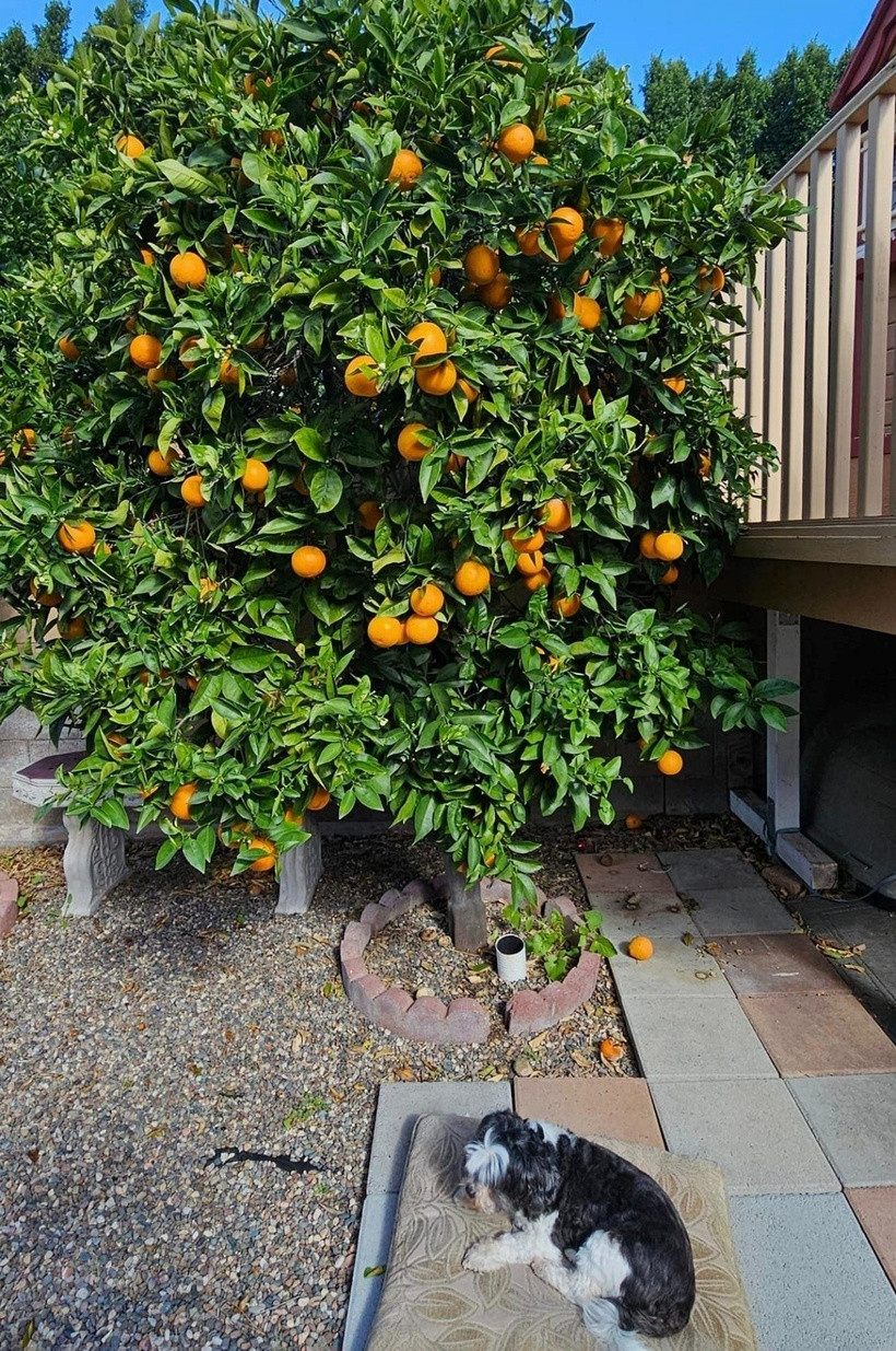 Dũng Taylor thường xuyên chia sẻ những hình ảnh bên trong căn biệt thự của gia đình mình lên trang cá nhân. Có thể thấy, khu vườn bên trong biệt thự được chăm sóc tỉ mỉ, kỹ lưỡng nên quanh năm đều xanh tốt.