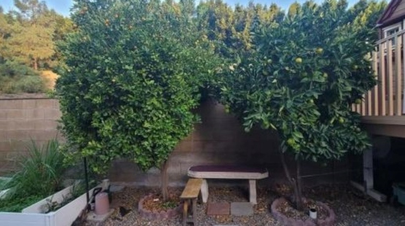 Theo chia sẻ của Dũng Taylor, anh và Thu Phương thích trồng nhiều cây cối trong nhà bởi nó giúp giảm căng thẳng và tạo không gian yên tĩnh để nghỉ ngơi. Anh là người chịu trách nhiệm chính trong việc chăm sóc vườn cây.