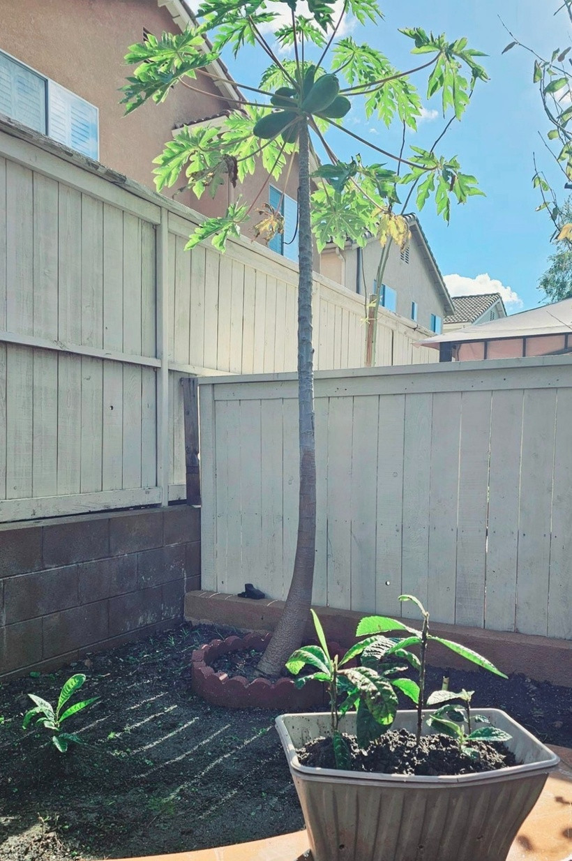 Cây đu đủ ngày càng vươn cao và ra quả nặng trĩu nằm ở góc vườn.