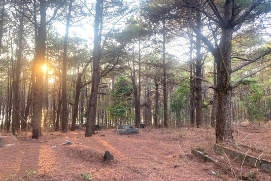 Ép bé gái 14 tuổi vào rừng thông để hiếp dâm