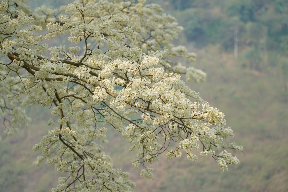Kỳ lạ 'cây cô đơn' nở hoa trắng muốt như phủ băng tuyết ảnh 8