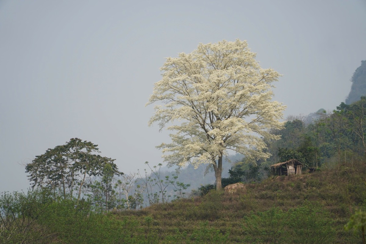 Kỳ lạ 'cây cô đơn' nở hoa trắng muốt như phủ băng tuyết ảnh 3