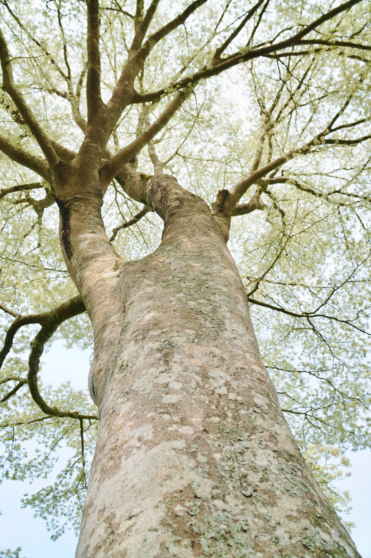 Kỳ lạ 'cây cô đơn' nở hoa trắng muốt như phủ băng tuyết ảnh 4