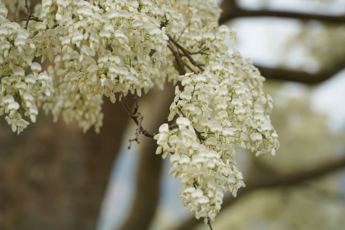 Kỳ lạ 'cây cô đơn' nở hoa trắng muốt như phủ băng tuyết ảnh 7