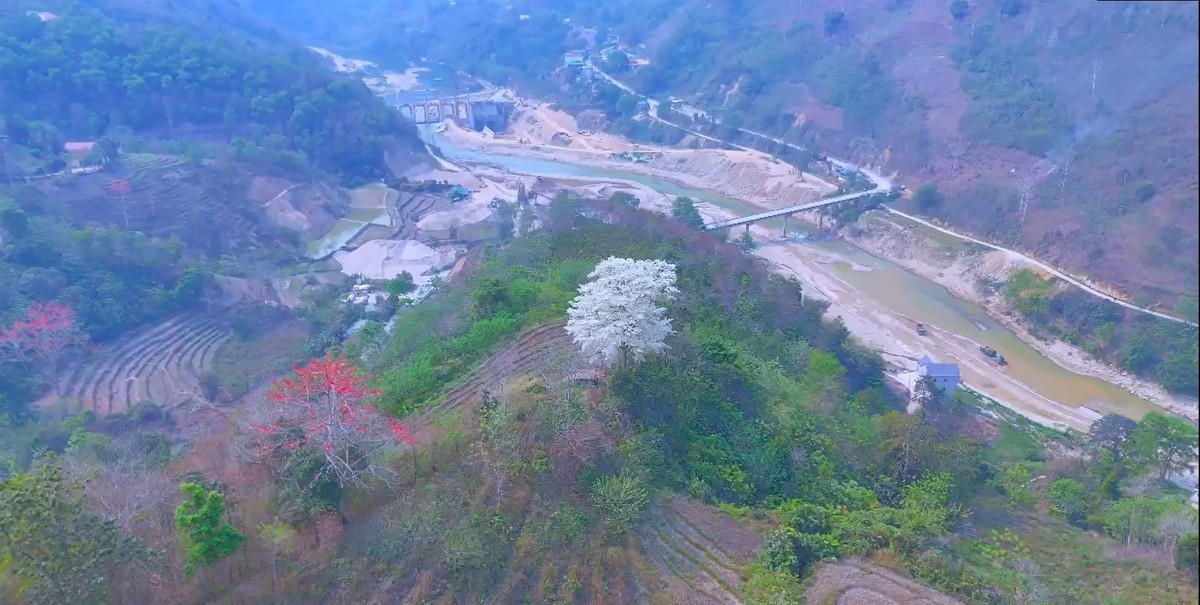 Kỳ lạ 'cây cô đơn' nở hoa trắng muốt như phủ băng tuyết ảnh 1