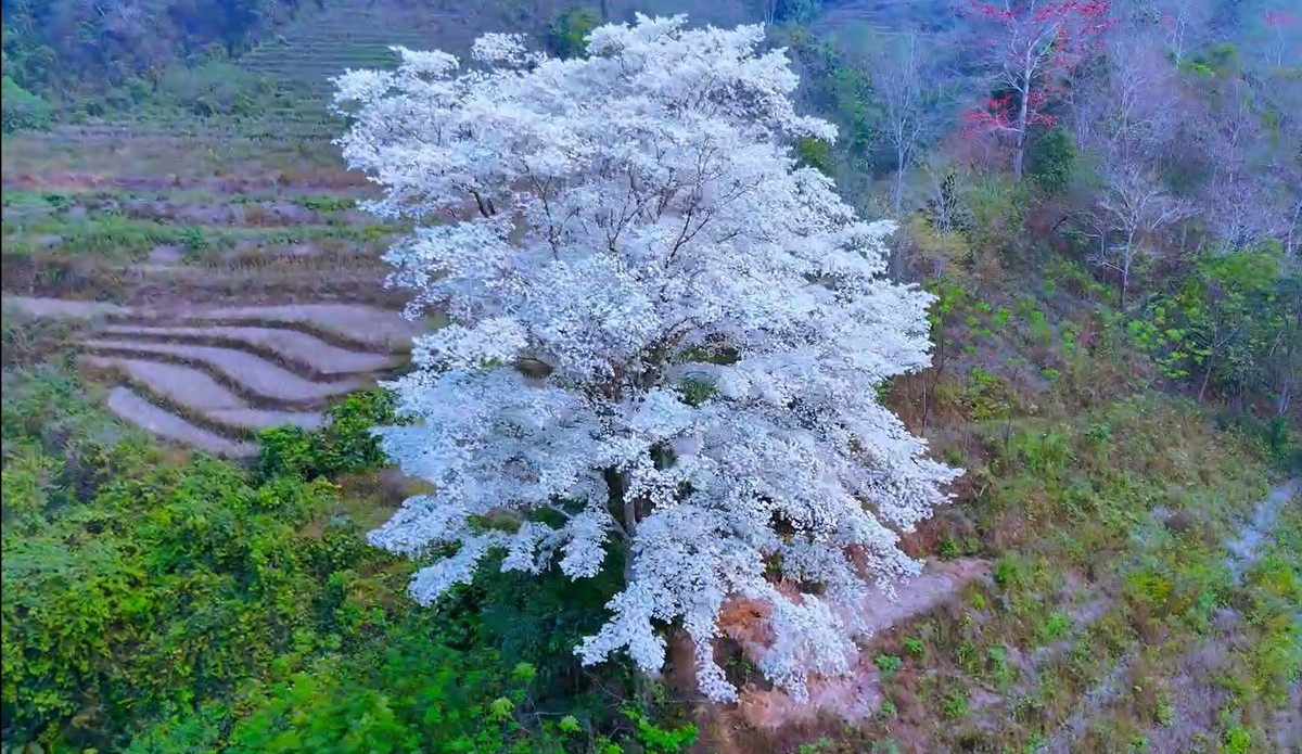 Kỳ lạ 'cây cô đơn' nở hoa trắng muốt như phủ băng tuyết ảnh 2
