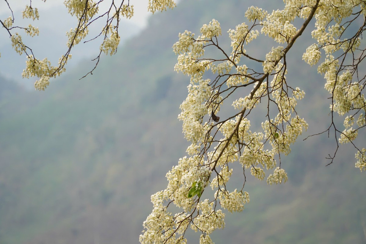 Kỳ lạ 'cây cô đơn' nở hoa trắng muốt như phủ băng tuyết ảnh 6