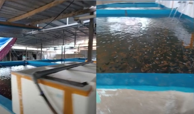 Chân dung 'trùm' đường dây sản xuất ma túy lớn nhất Việt Nam: Tạo vỏ bọc doanh nhân kinh doanh cá cảnh - Ảnh 2.