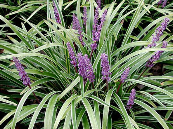 Cây phong thủy hợp các mệnh tuổi Dần mang đến may mắn, tài lộc - Ảnh 4.