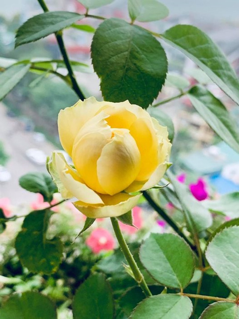 Khu vườn rực rỡ của MC Diễm Quỳnh được chồng cô mát tay chăm sóc- Ảnh 31.