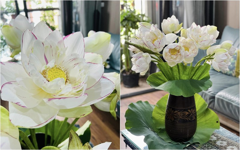 Khu vườn rực rỡ của MC Diễm Quỳnh được chồng cô mát tay chăm sóc- Ảnh 14.