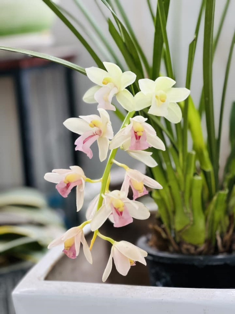 Khu vườn rực rỡ của MC Diễm Quỳnh được chồng cô mát tay chăm sóc- Ảnh 29.